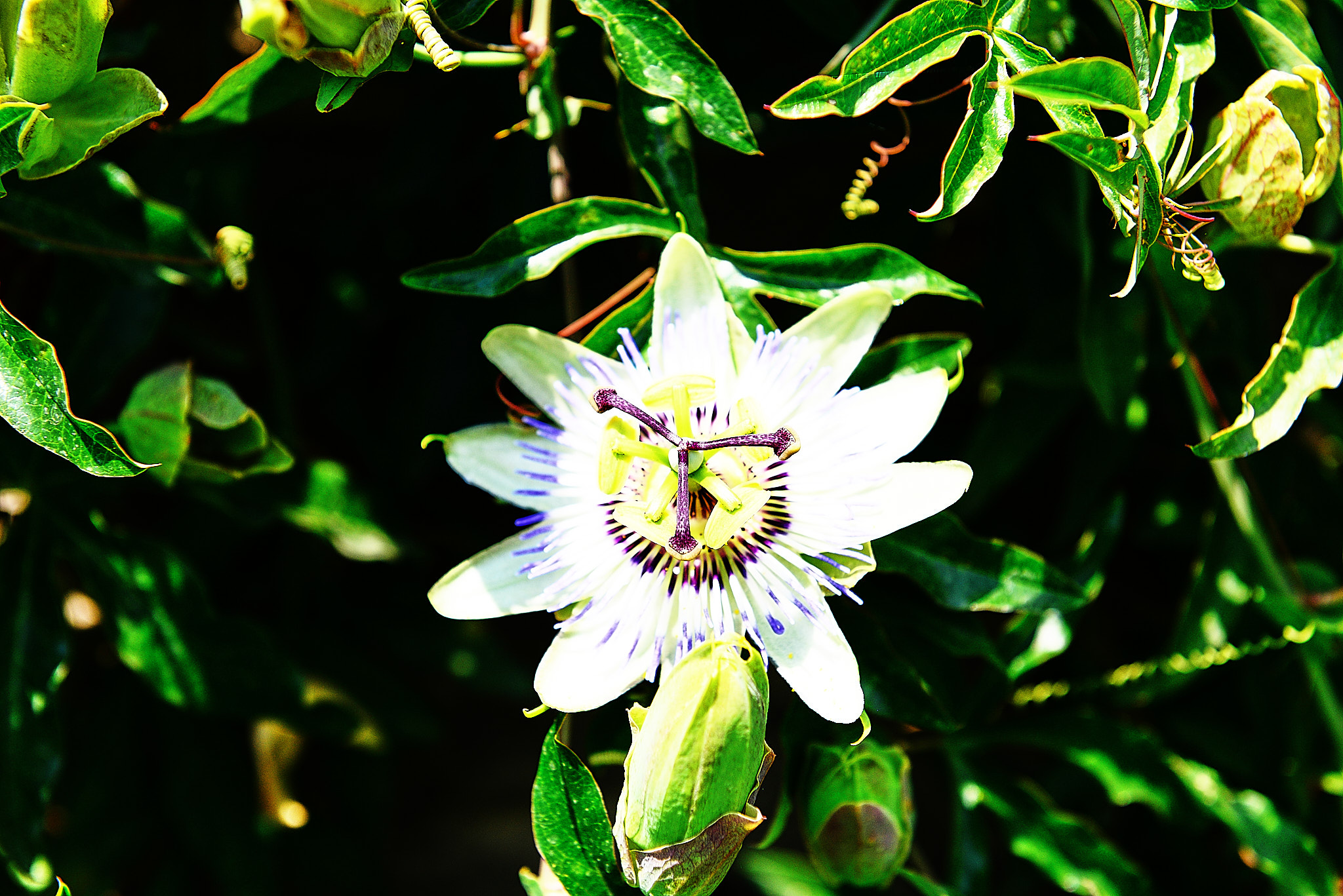 20120812 106 오흐리드